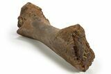 Fossil Hadrosaur (Edmontosaurus) Partial Tibia - Wyoming #316907-5